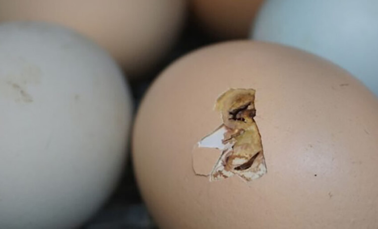 Incubarea Oualelor Detaliu Ou Spart