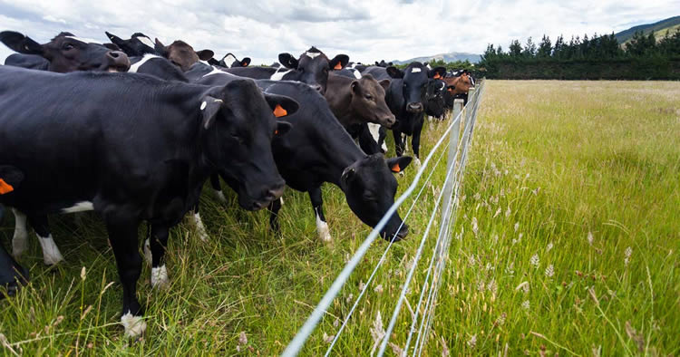 Montare Gard Electric Gard Electric La Ferma Vaci