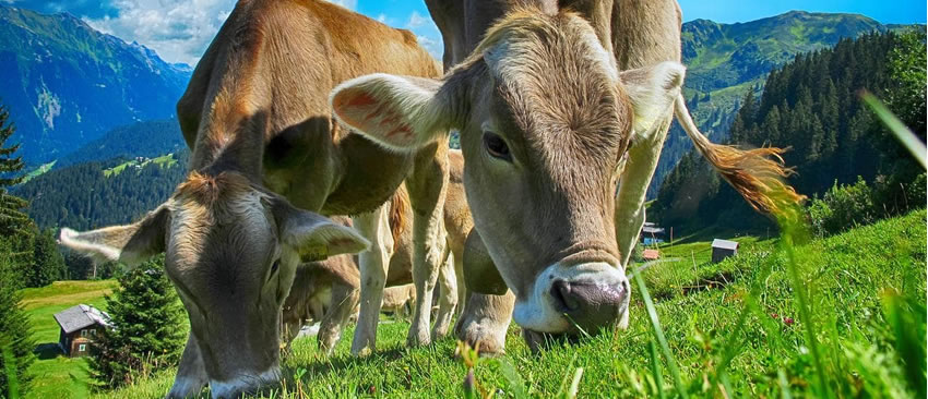 Infiintarea unei ferme ecologice de vaci - Afacere de succes pentru antreprenori curajosi