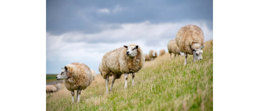 Cresterea oilor in gospodarie - la ce distanta de casa se pot creste aceste animale, cate oi poti creste in curte