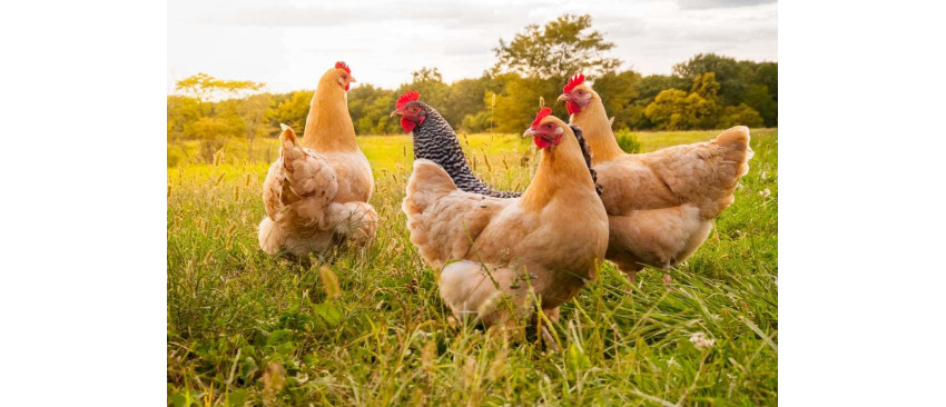 Cresterea gainilor ouatoare in gospodarie-importanta unei ingrijiri adecvate