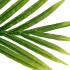 Palmier artificial cu ghiveci, 114x105x170 cm, verde [2]