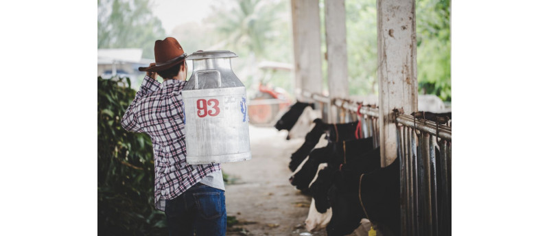 Mulsul vacilor: de la traditie la eficienta mecanizata