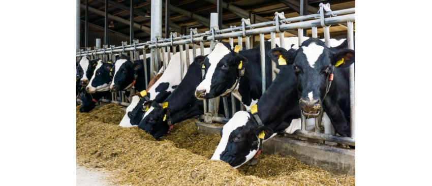 Modele de grajduri pentru animale - sfaturi si recomandari pentru obtinerea unui spatiu corespunzator