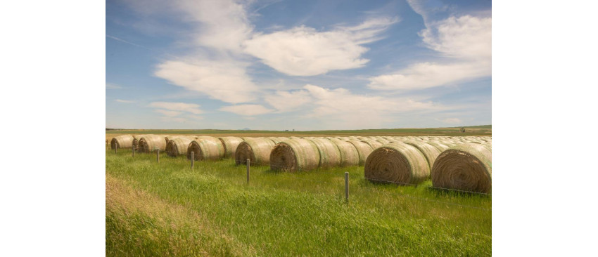 Cand se coseste lucerna - ghid complet, de la cosire si strangere, pana la balotarea si depozitarea balotilor