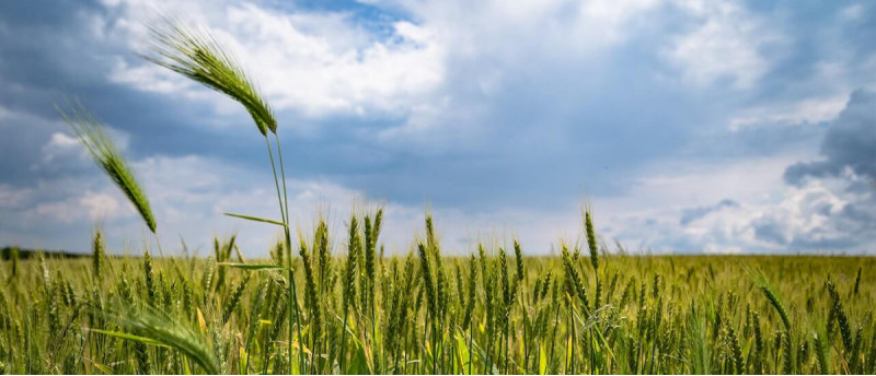 Agricultura de precizie: ce este si de ce este atat de importanta adoptarea noilor tehnologii?