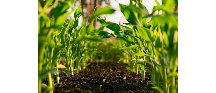 Agricultura ecologica - ce inseamna, ce beneficii are si cum se poate pune in aplicare un sistem de productie organic?