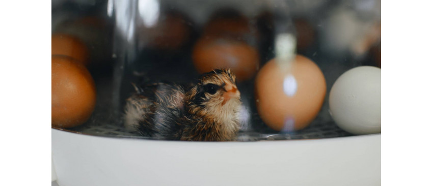 Cele mai bune incubatoare de oua