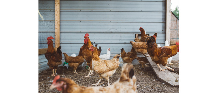 Puii de carne - Informatii utile pentru hranirea in vederea cresterii accelerate