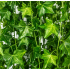 Planta Artificiala Ghirlanda din Iedera, 12 Ramuri x 72 Frunze, Verde [2]