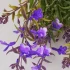 Planta Artificiala, Floare Decorativa de Lavanda, 5 Ramuri, 41 cm, Mov Verde si Alb, Set de 2 Bucati [2]