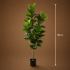 Planta Artificiala Copac Tip Smochin, Frunze cu 4 ramificatii, 180 cm, Verde, cu Ghiveci [4]