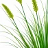 Planta Artificiala Iarba Ornamentala Tip Coada Vulpii, 60 cm, cu 7 Spice, Verde, Fara Ghiveci [2]