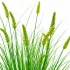 Planta Artificiala Iarba Ornamentala Tip Coada Vulpii, 100 cm, cu 12 Spice, Verde, Fara Ghiveci [2]