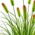 Planta Artificiala Iarba Ornamentala Tip Coada Vulpii, 100 cm, cu 12 Spice, Verde si Maro, Fara Ghiveci [2]