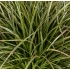 Planta Artificiala Tufa de Iarba Tip Ceapa Curbata, 28 cm, Densitate Redusa, Verde Inchis, Fara Ghiveci [2]