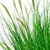 Planta Artificiala Iarba Ornamentala Tip Coada Vulpii, 67 cm, cu 25 Spice, Verde si Alb, Fara Ghiveci [2]