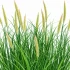 Planta Artificiala, Iarba Ornamentala in Ghiveci Tip Coada Vulpii, 70 cm, cu 25 Spice, Verde si Roz [2]