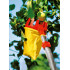 WOLF-Garten Culegator fructe wolf-garten rg-m maner recomandat zm-v3 zm-v4 [2]