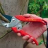 WOLF-Garten Foarfeca classic wolf-garten rs 22  anvil [3]