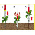 WOLF-Garten Extractor de buruieni iw-f wolf garten [4]