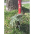 WOLF-Garten Extractor de buruieni iw-f wolf garten [7]