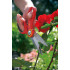 WOLF-Garten Foarfeca de gradina wolf-garten ra-x [3]