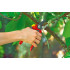WOLF-Garten Foarfeca de gradina si vie wolf-garten rs 4000 comfort plus [3]