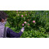 Goizper (Inter,Matabi,IK) Lance telescopica inter,matabi,ik -goizper 50/95cm 8.34.60.938 #83460938 [2]