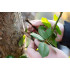 Legaturi pentru plante 7.6 x 380mm, 50 buc, maro [2]