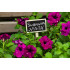 Identificatoare plante, 5 buc [7]
