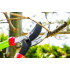 Foarfeca de crengi 680mm, diametru max taiere 35mm [6]