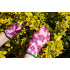 Manusi de gradina, poliester, model floral, masura 8 [9]