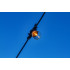 Ghirlanda luminoasa, 20m + 20 becuri plastic 1 W, cu filament (+2 rezerva), 220V. [8]