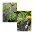 Folie agrotextil, mulcire, antiburuieni, filtru UV, 30 x 1 metru, 50g/m2, negru [6]