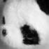 Jucarie de plus reversibila 2 in 1 Panda si Pinguin, transformabila prin intoarcere pentru 2 personaje intr-o singura jucarie, material moale si pufos [8]