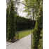 Pergola gradina metalica, pentru plante cataratoare, 173x51x260 cm, maro antichizat [5]