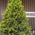 Brad artificial Christmas Deluxe by Sersimo, Polar Spring Select, integral 3D, 180 cm [15]