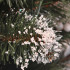 Brad artificial Christmas Deluxe by Sersimo, Crystal nins cu merisoare, 2D, 150cm [19]