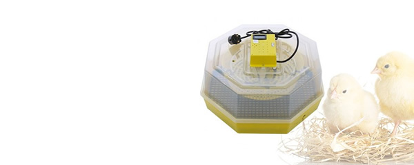 Incubatoare oua